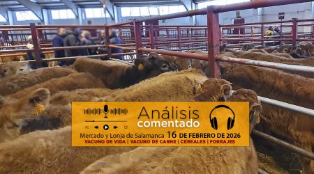 Análisis de la lonja y mercado de ganado vacuno de Salamanca 16 de febrero de 2026