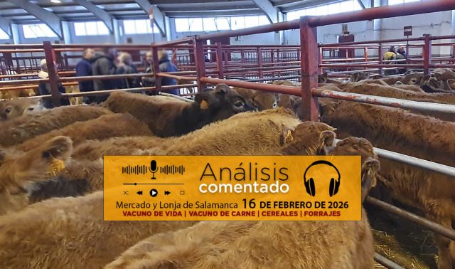 Análisis de la lonja y mercado de ganado vacuno de Salamanca 16 de febrero de 2026