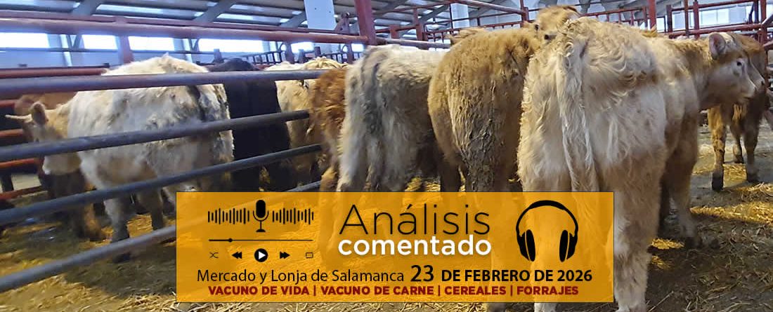 Análisis de la lonja y mercado de ganado vacuno de Salamanca 23 de febrero de 2026