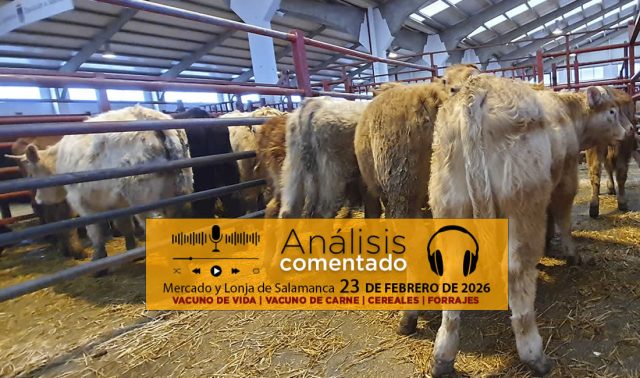 Análisis de la lonja y mercado de ganado vacuno de Salamanca 23 de febrero de 2026
