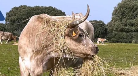 Incidencias continuas en el Módulo Ganadero, eliminación de autoguías de cebadero T1 a matadero y medidas de flexibilización de la PAC que se desconocen.