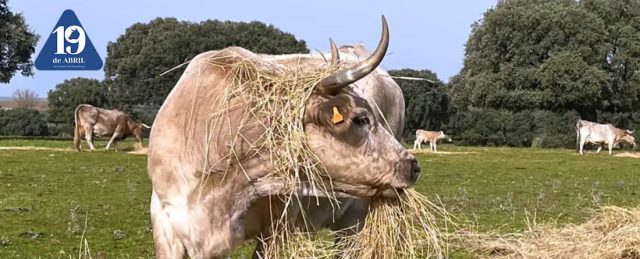 Incidencias continuas en el Módulo Ganadero, eliminación de autoguías de cebadero T1 a matadero y medidas de flexibilización de la PAC que se desconocen.