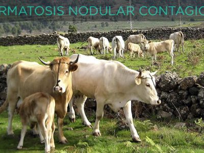 El Gobierno planteará a la Comisión Europea nuevas vacunaciones contra la dermatosis nodular contagiosa