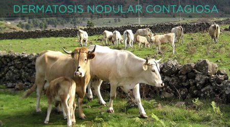 El Gobierno planteará a la Comisión Europea nuevas vacunaciones contra la dermatosis nodular contagiosa