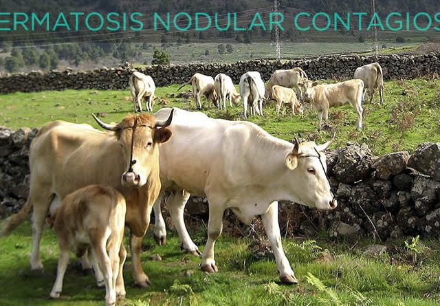 El Gobierno planteará a la Comisión Europea nuevas vacunaciones contra la dermatosis nodular contagiosa