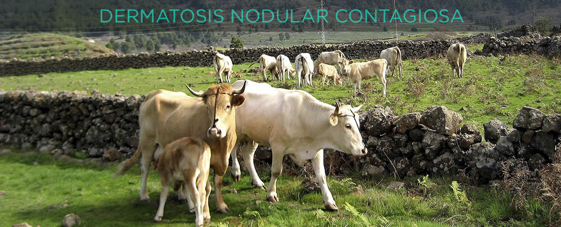 El Gobierno planteará a la Comisión Europea nuevas vacunaciones contra la dermatosis nodular contagiosa