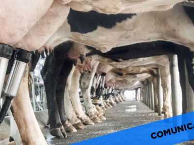 La OPL alerta del deterioro del vacuno de leche en Castilla y León