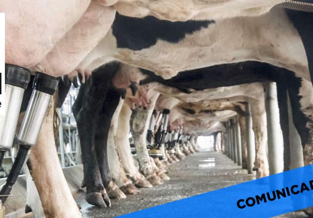 La OPL alerta del deterioro del vacuno de leche en Castilla y León