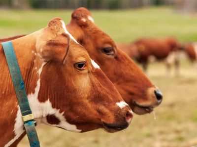 Unión de Uniones reclama a las Administraciones ampliar las zonas de vacunación de la DNC con el aumento de nuevas temperaturas que puede traer nuevos focos