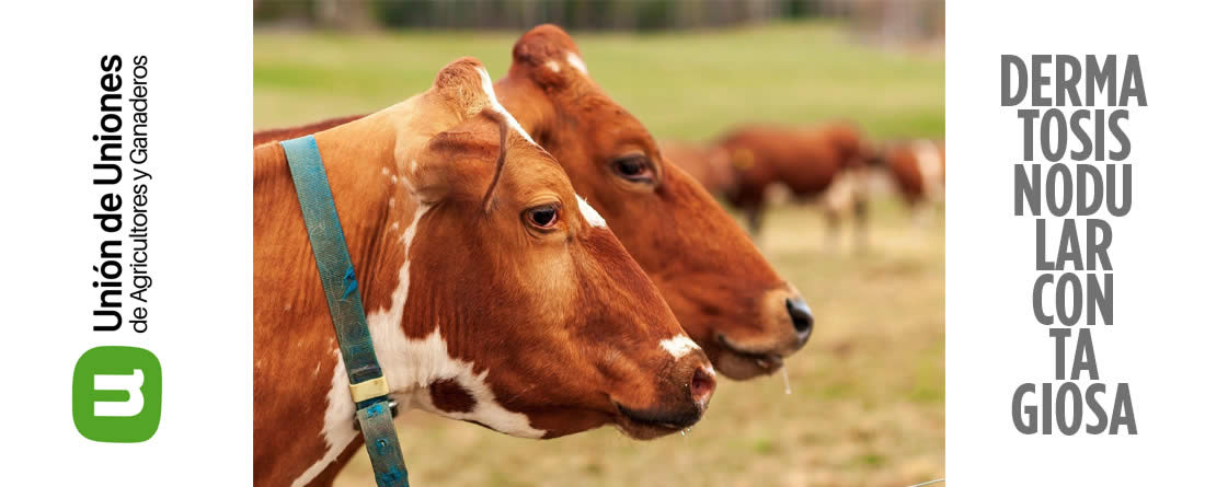 Unión de Uniones reclama a las Administraciones ampliar las zonas de vacunación de la DNC con el aumento de nuevas temperaturas que puede traer nuevos focos