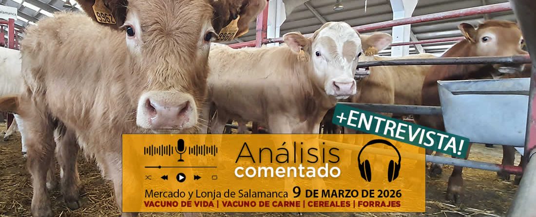 Análisis de la lonja y mercado de ganado vacuno de Salamanca 9 de marzo de 2026