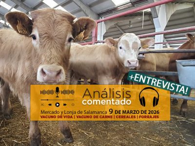 Análisis de la lonja y mercado de ganado vacuno de Salamanca 9 de marzo de 2026