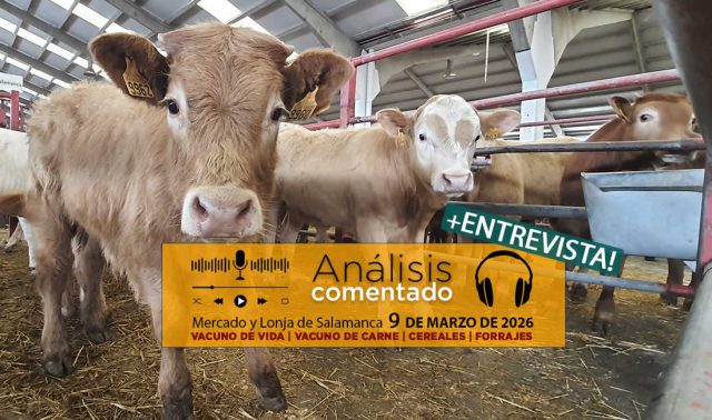 Análisis de la lonja y mercado de ganado vacuno de Salamanca 9 de marzo de 2026
