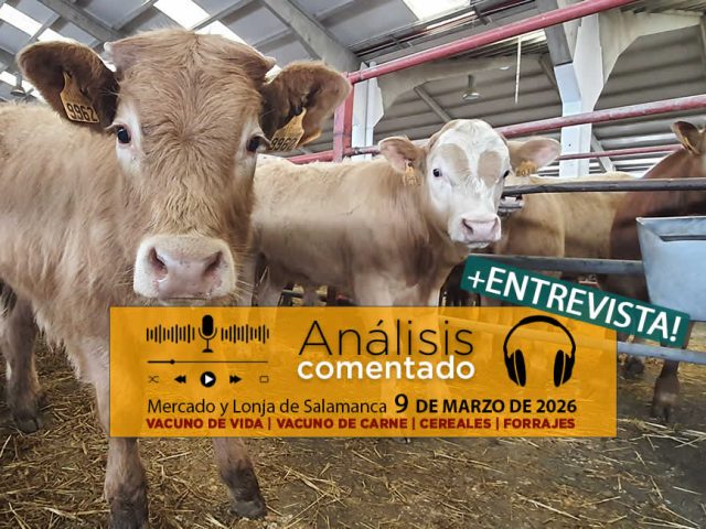 Análisis de la lonja y mercado de ganado vacuno de Salamanca 9 de marzo de 2026
