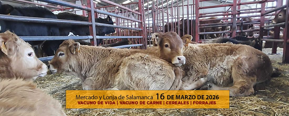 Análisis de la lonja y mercado de ganado vacuno de Salamanca 16 de marzo de 2026