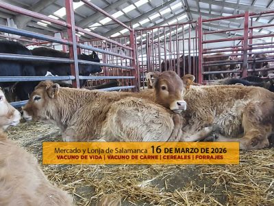 Análisis de la lonja y mercado de ganado vacuno de Salamanca 16 de marzo de 2026