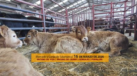 Análisis de la lonja y mercado de ganado vacuno de Salamanca 16 de marzo de 2026