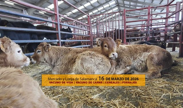 Análisis de la lonja y mercado de ganado vacuno de Salamanca 16 de marzo de 2026