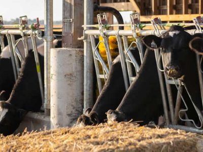 La industria española de alimentación animal pide medidas para mitigar el aumento de costes por el impacto del conflicto en Oriente Próximo