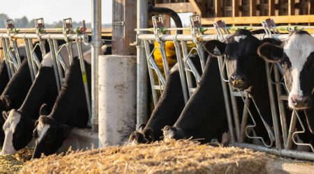 La industria española de alimentación animal pide medidas para mitigar el aumento de costes por el impacto del conflicto en Oriente Próximo