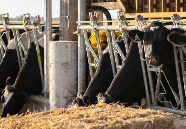 La industria española de alimentación animal pide medidas para mitigar el aumento de costes por el impacto del conflicto en Oriente Próximo