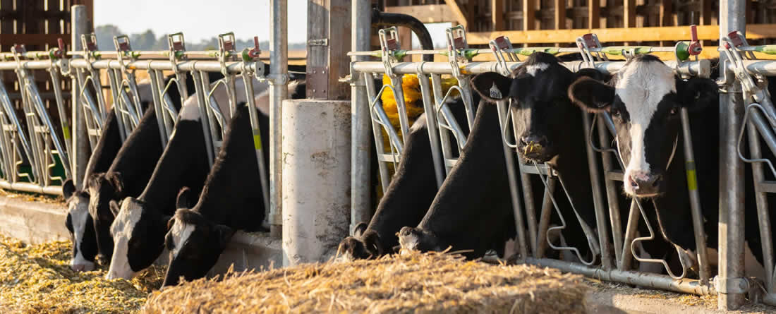 La industria española de alimentación animal pide medidas para mitigar el aumento de costes por el impacto del conflicto en Oriente Próximo