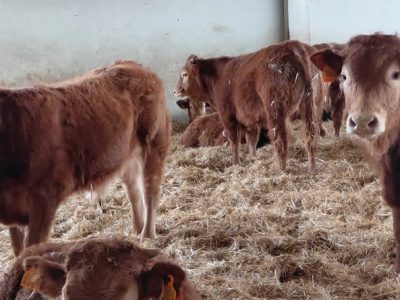 Dehesa Grande impulsa una nueva planta de casquería para avanzar en la cadena de valor y responder a la demanda del mercado