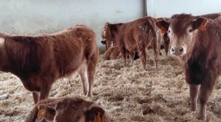 Dehesa Grande impulsa una nueva planta de casquería para avanzar en la cadena de valor y responder a la demanda del mercado