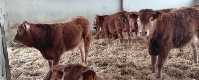 Dehesa Grande impulsa una nueva planta de casquería para avanzar en la cadena de valor y responder a la demanda del mercado