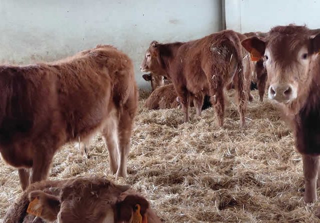 Dehesa Grande impulsa una nueva planta de casquería para avanzar en la cadena de valor y responder a la demanda del mercado