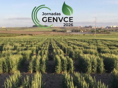 Las X Jornadas de Genvce analizan el futuro del cereal en Jerez de la Frontera