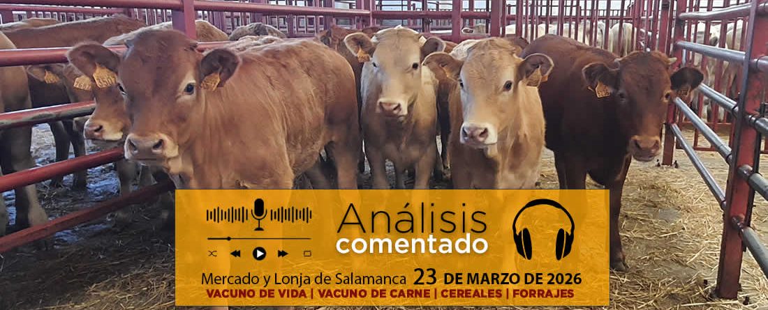 Análisis de la lonja y mercado de ganado vacuno de Salamanca 23 de marzo de 2026