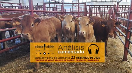 Análisis de la lonja y mercado de ganado vacuno de Salamanca 23 de marzo de 2026
