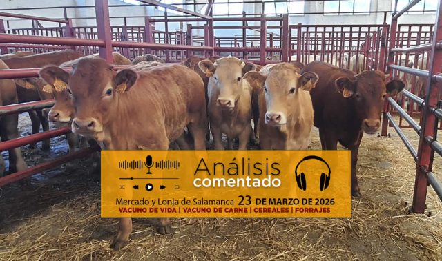 Análisis de la lonja y mercado de ganado vacuno de Salamanca 23 de marzo de 2026