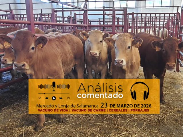 Análisis de la lonja y mercado de ganado vacuno de Salamanca 23 de marzo de 2026