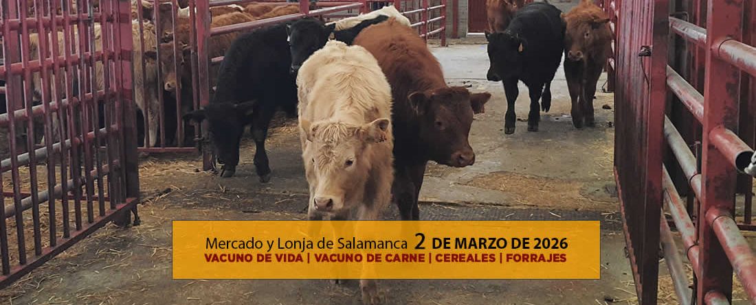 Análisis de la lonja y mercado de ganado vacuno de Salamanca 2 de marzo de 2026