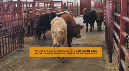 Análisis de la lonja y mercado de ganado vacuno de Salamanca 2 de marzo de 2026