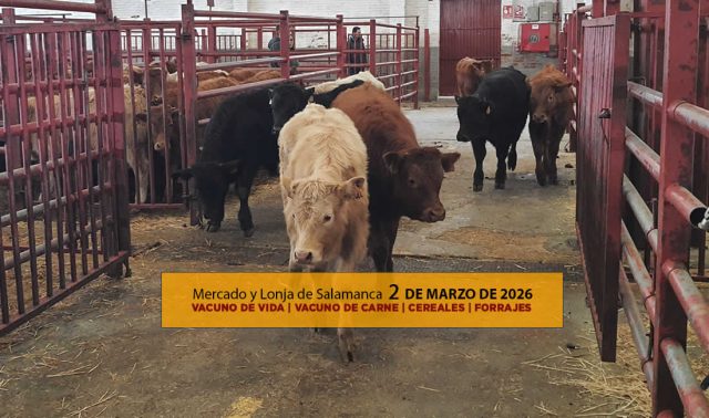 Análisis de la lonja y mercado de ganado vacuno de Salamanca 2 de marzo de 2026