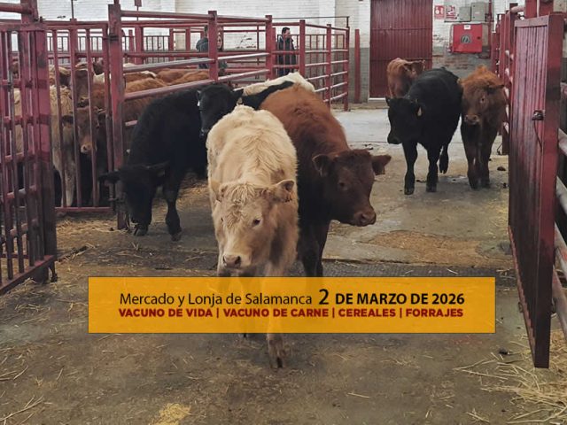 Análisis de la lonja y mercado de ganado vacuno de Salamanca 2 de marzo de 2026