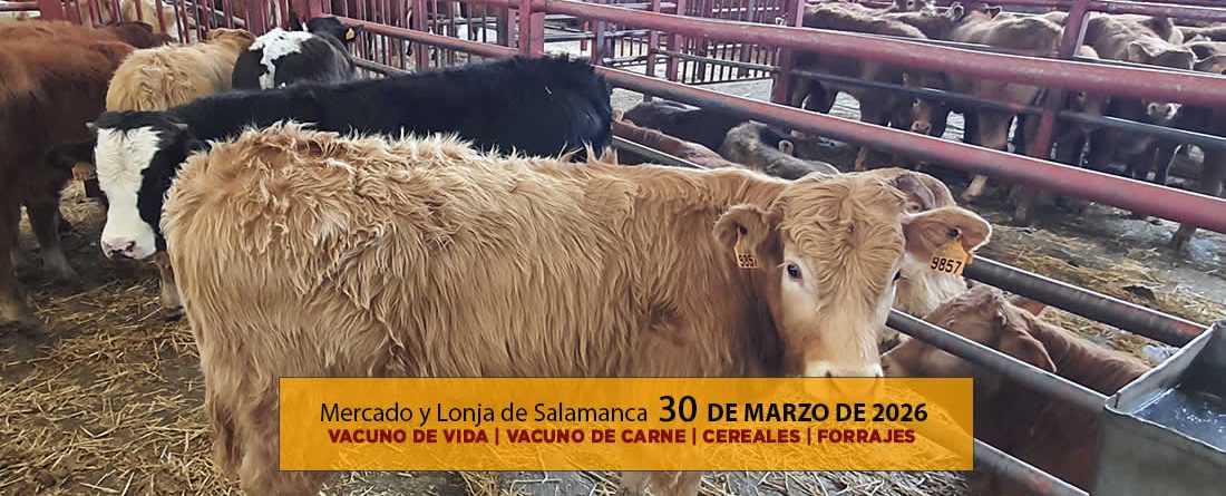 Análisis de la lonja y mercado de ganado vacuno de Salamanca 30 de marzo de 2026