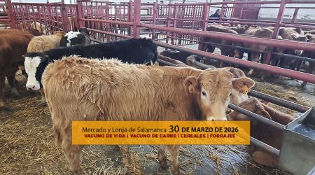 Análisis de la lonja y mercado de ganado vacuno de Salamanca 30 de marzo de 2026