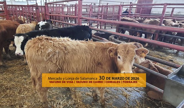 Análisis de la lonja y mercado de ganado vacuno de Salamanca 30 de marzo de 2026