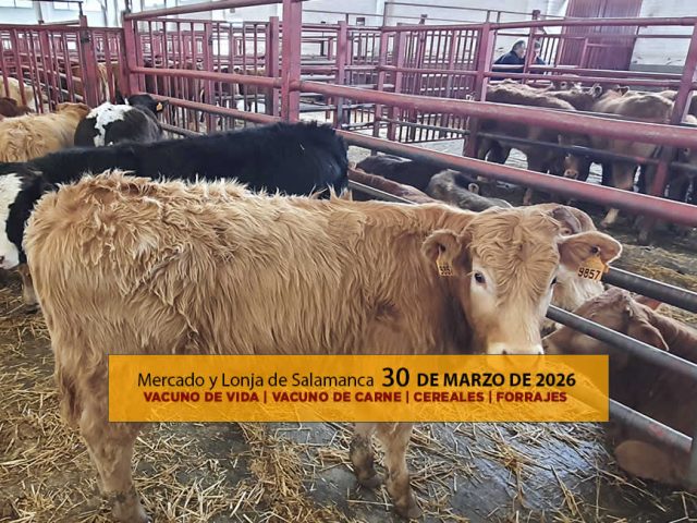 Análisis de la lonja y mercado de ganado vacuno de Salamanca 30 de marzo de 2026