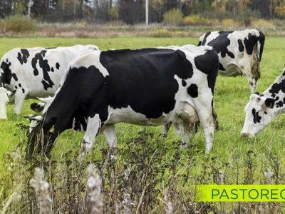 Manejo del pastoreo en vacuno mediante tecnologías de Precisión