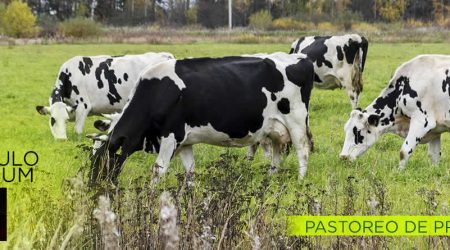 Manejo del pastoreo en vacuno mediante tecnologías de Precisión