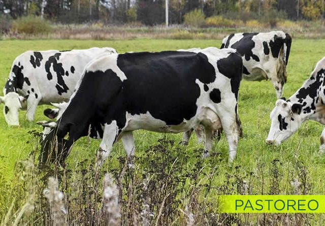 Manejo del pastoreo en vacuno mediante tecnologías de Precisión