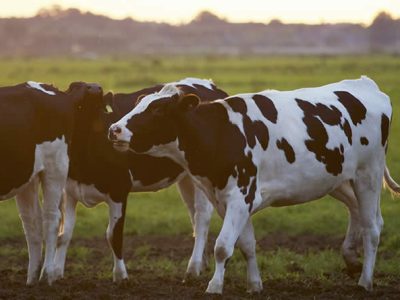 El Gobierno crea un comité para gestionar los riesgos de enfermedades transmisibles entre animales y humanos