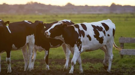 El Gobierno crea un comité para gestionar los riesgos de enfermedades transmisibles entre animales y humanos