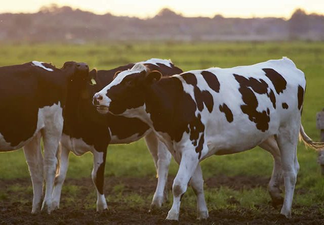 El Gobierno crea un comité para gestionar los riesgos de enfermedades transmisibles entre animales y humanos