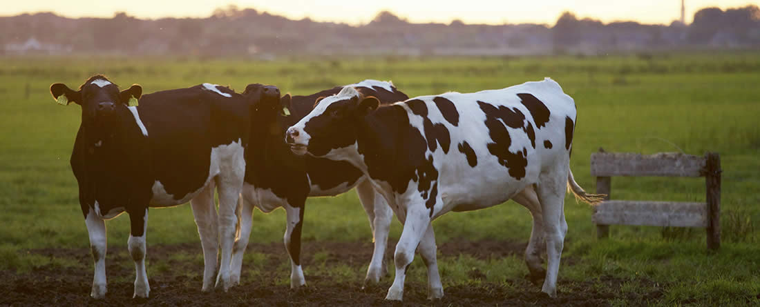 El Gobierno crea un comité para gestionar los riesgos de enfermedades transmisibles entre animales y humanos